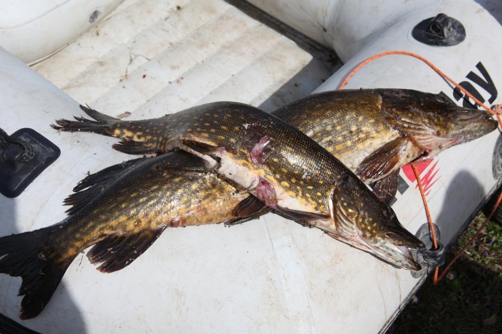 Autors: Gatis Bogdanovs