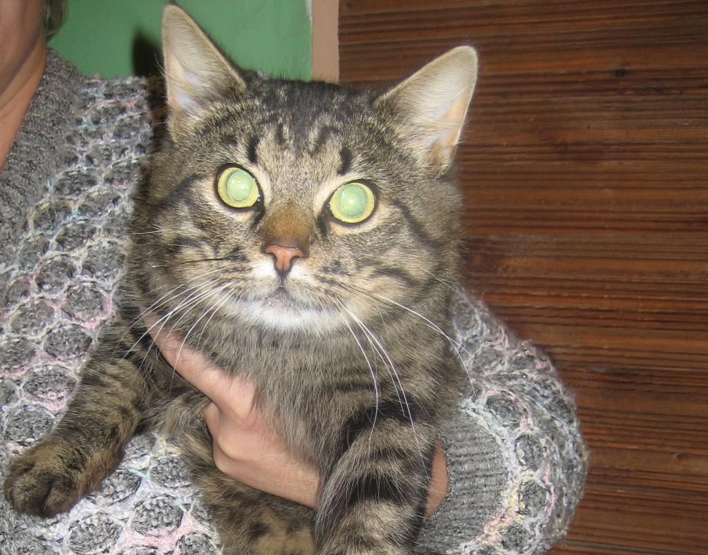 Skaists un mīlīgs kaķis Gulbenē kļuvis par bomzīti un meklē saimnieku. 
Autors: Diāna Odumiņa