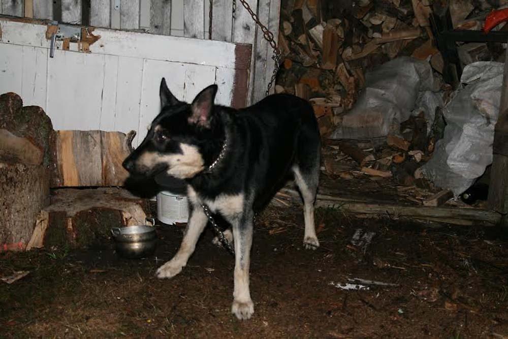 Īsto vai jaunu saimnieku meklē līdz diviem gadiem vecais, draudzīgi noskaņotais suņu puika (vilks, kura kažoks – melns ar pelēku).
Autors: Diāna Odumiņa
