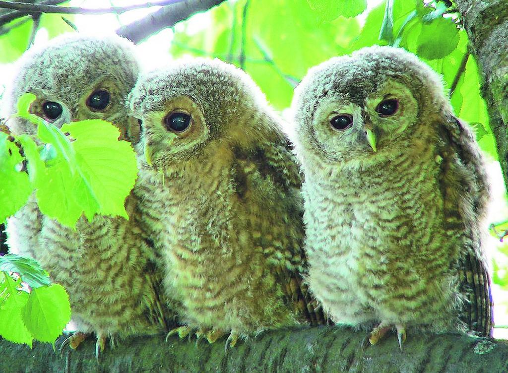 Ģimenei un mīlestībai ir ciklisks, gadalaiku raksturs. Pavasarī ir viegli un skaisti, vasarā nākas daudz strādāt, bet rudenī var izjust dāsnumu un piepildījumu. Taču brieduma gadi ir viens no attiecību posmiem, kas nes līdzi nopietnas pārmaiņas – pilngadīgā atvase atstāj ģimeni un vecākiem zupa atkal jāvāra mazajā katliņā. Kā pārvarēt tukšās ligzdas sindromu?	
Autors: wikimedia.org