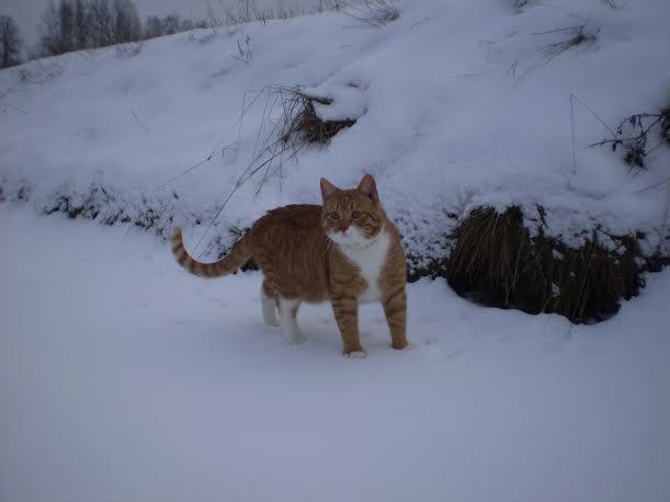 Gulbenē, O. Kalpaka ielā, pazudis ruds runcis.
Autors: No personiskā arhīva