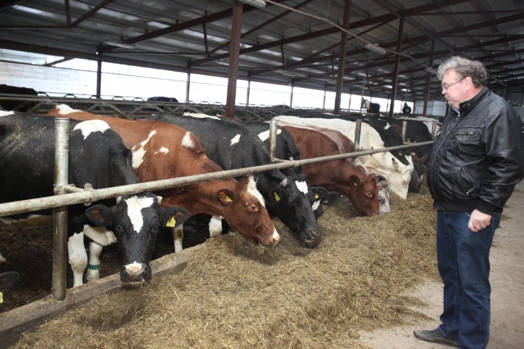 Jau divus mēnešus zemnieku saimniecībā “Lācīši” ar īpašas sistēmas palīdzību ir iespējams izsekot visām govju kustībām.  Saimnieks Stanislavs Gžibovskis bilst, ka nevar iedomāties, kā agrāk bijis iespējams iztikt bez šīs sistēmas. 
Autors: Gatis Bogdanovs