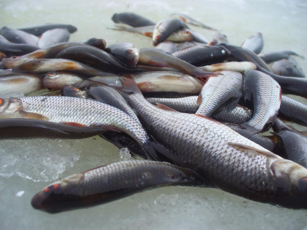 Autors: EINĀRS SILIŅŠ