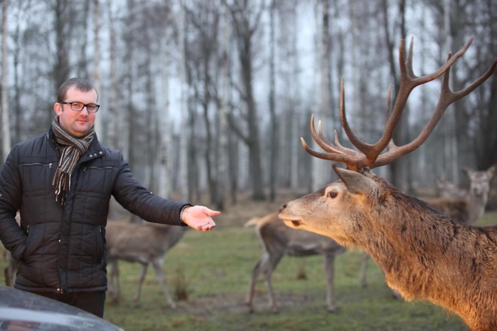 SIA „Mežsētas” briežudārzam šis ir bijis veiksmīgs gads. “Ir tikai jāstrādā, tad arī viss būs. Esmu pārliecināts, ka nākamais gads saimniecībai būs vēl veiksmīgāks,” gadu mijas priekšvakarā saka briežudārza saimnieks Mareks Pušpurs. „Mežsētas” ir viena no pašām pirmajām šķirnes briežu audzēšanas saimniecībām Latvijā, kam apritējuši jau vairāk nekā desmit gadi. Viss sākās ar 70 no Anglijas atvestajiem un izmitinātajiem vienu līdz piecus gadus vecajiem staltbriežiem, bet šodien iežogotajā teritorijā dzīvo 335 dažādu šķirņu brieži. Ganāmpulks ir pašu ataudzēts.  

Autors: Gatis Bogdanovs