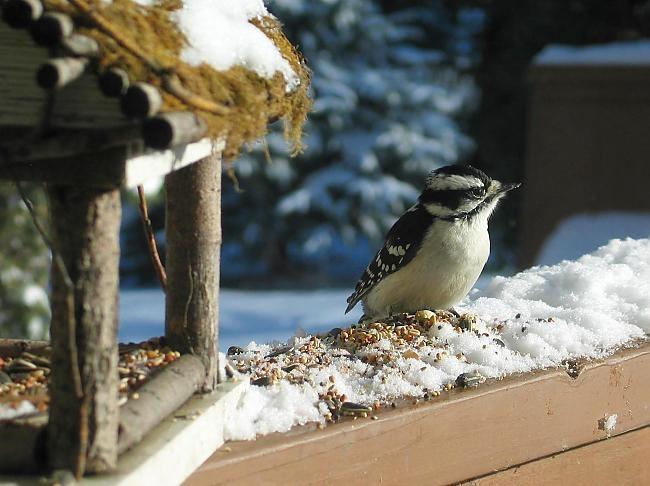 Autors: www.spoki.tvnet.lv