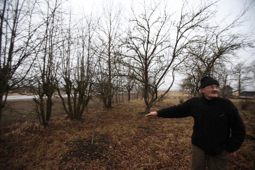 Anatolijam Razinam joprojām skumst sirds par lielajiem ozoliem, kas tika upurēti, rekonstruējot ceļu, taču viņš var turpināt rūpēties par paša stādītajiem kokiem. 
Autors: Gatis Bogdanovs