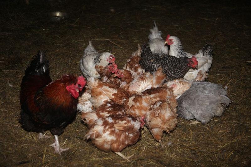 Autors: Gatis Bogdanovs (no arhīva)