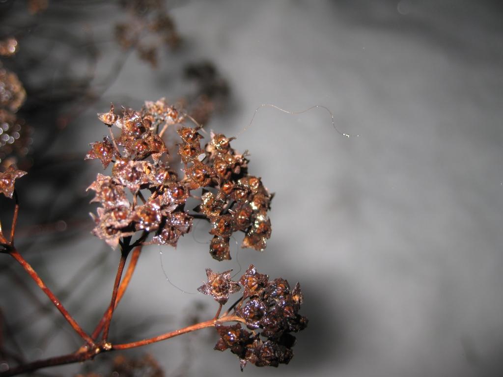 Autors: Pārsla Konrāde