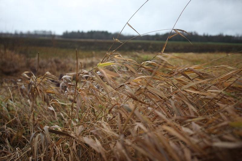  Ja platību maksājumiem saimnieks negodīgi pieteicis nepļautu platību un tas konstatēts, apsekojot lauksaimniecībā izmantojamās platības, tad īpašniekam ne tikai nāksies maksāt dubultu nekustamā īpašuma nodokli, bet tiks samazināti arī atbalsta maksājumi.
Autors: Gatis Bogdanovs