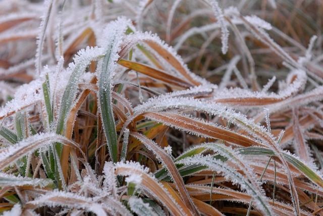 Autors: no interneta