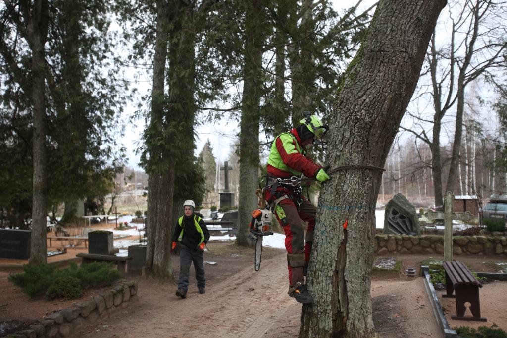 Ne vairāk par diviem kokiem dienā! SIA “Vidzemes koki” pārstāvji Gulbenes kapsētā vecos, bīstamos kokus zāģē uzmanīgi, saudzējot apbedījumu vietas. 
Autors: Gatis Bogdanovs
