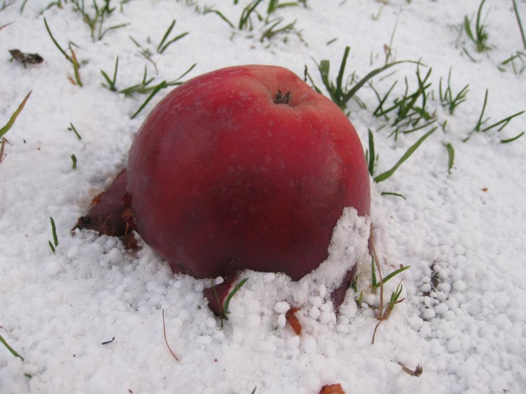 Autors: Pārsla Konrāde