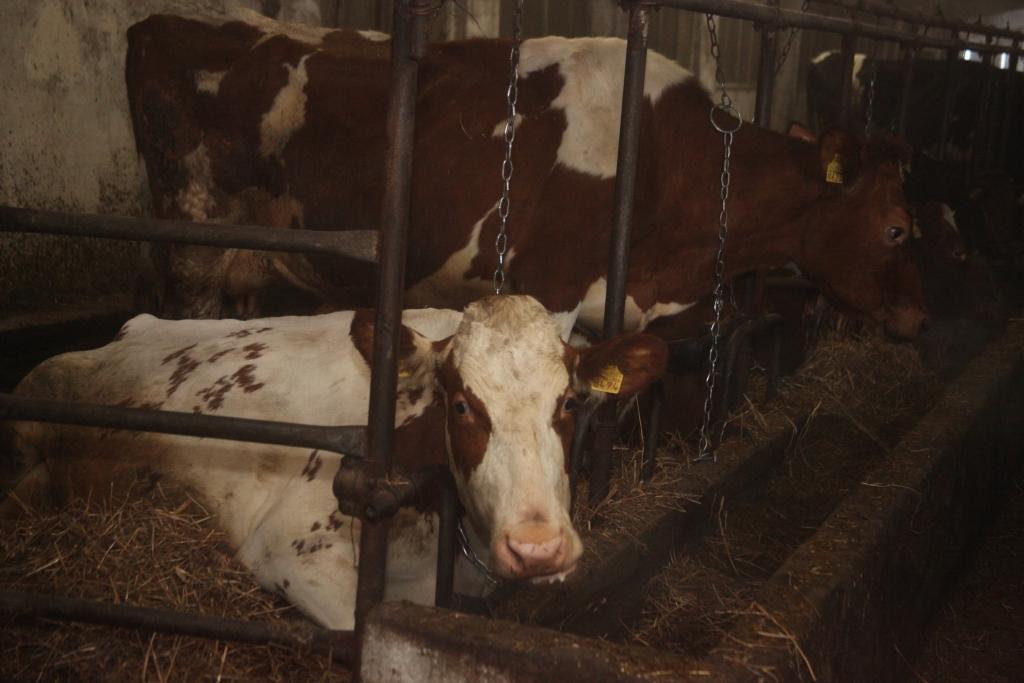 Autors: Gatis Bogdanovs