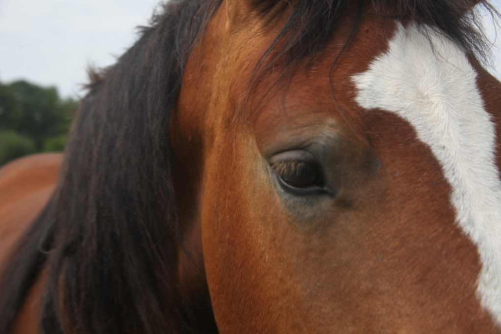 Pēc austrumu kalendāra šis būs Koka Zirga gads, kas sāksies 30.janvārī pulksten 23.39. 
Autors: Gatis Bogdanovs