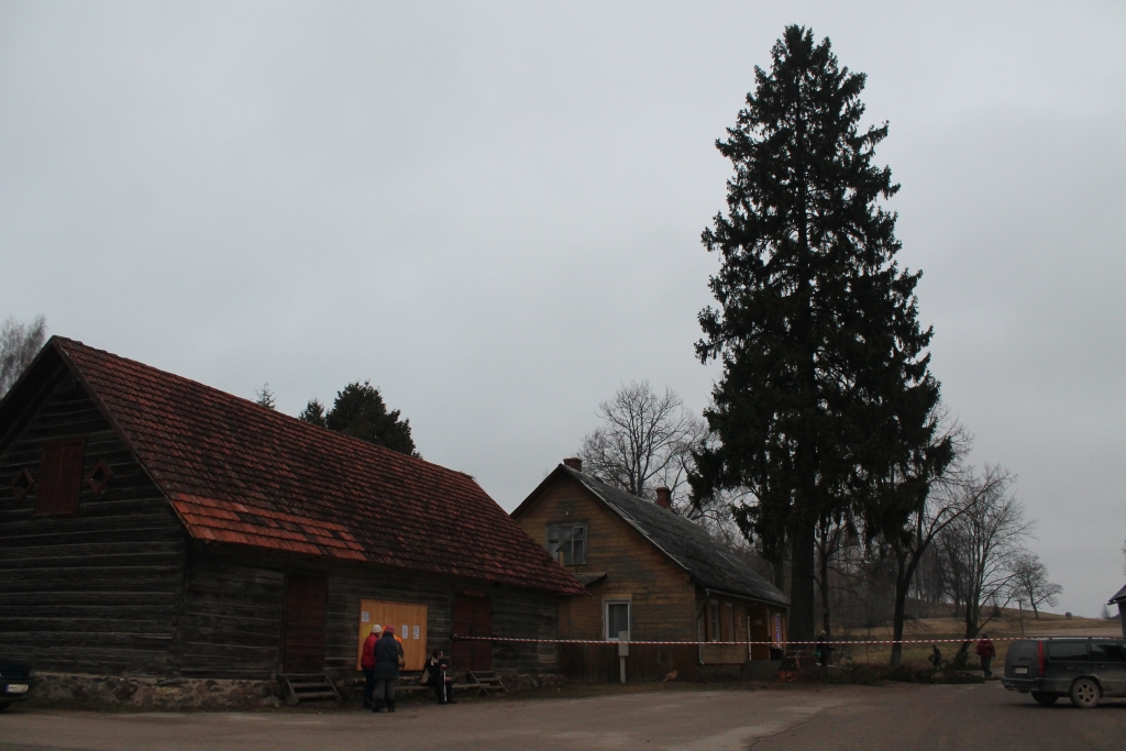 Tirzas  pagastā pie aptiekas  nozāģēta vairāk nekā simts gadus veca egle. Vai to vajadzēja darīt, tirzmaliešu domas dalās. Vieni dižo koku žēlo, otri šaubās vai tam būtu pa spēkam izturēt spēcīgu vētru, nenodarot bojājumus aptiekas mājai un kaimiņmājai.  
Autors: Kārlis Dzenis