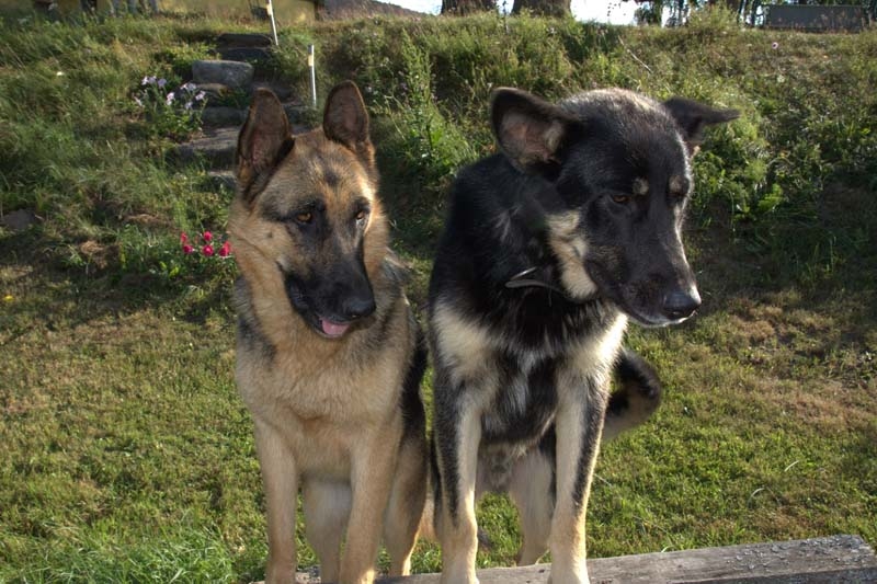 Smiltenes pusē 17.decembrī no mājām brīvsolī aizgājusi suņu mamma – Vācu aitu šķirnes suns -, kā arī viņas divus gadus vecais dēls, kuram melnāks kažociņš. 
Autors: no personiskā arhīva