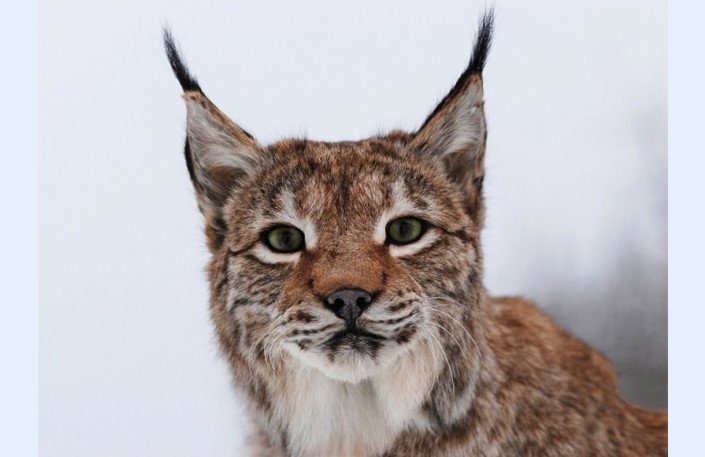 Autors: www.diena.lv