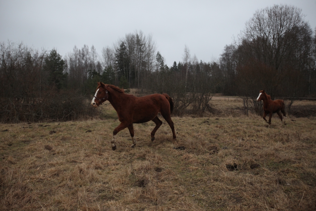 Autors: Gatis Bogdanovs