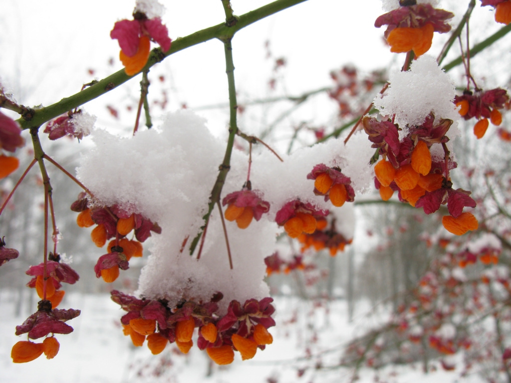 Autors: Pārsla Konrāde