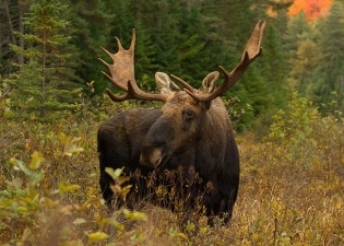 Autors: no interneta