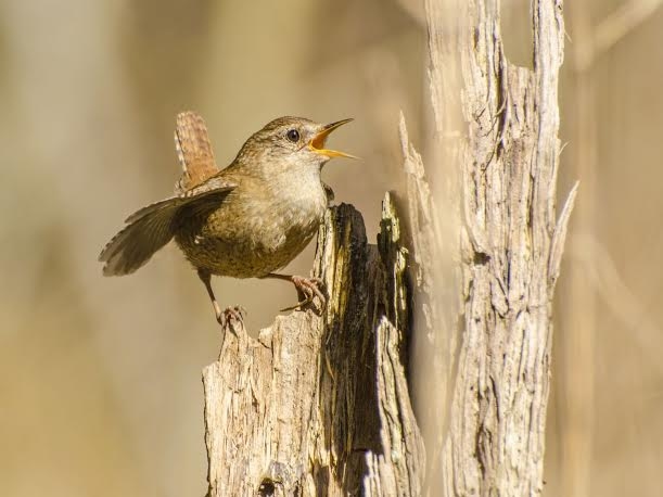 Autors: Publicitātes foto