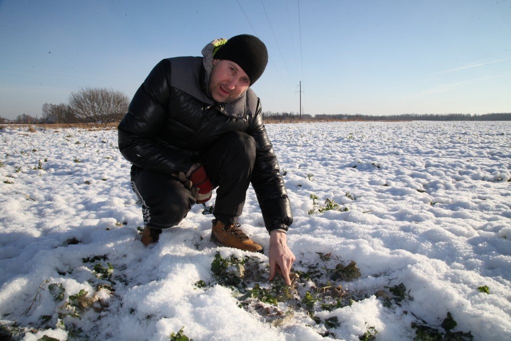 Lauksaimnieki ir nobažījušies par to, ka aukstums un skopā sniega sega var kaitēt sējumiem, tādēļ daļu tīrumu pavasarī var nākties pārsēt. Litenes pagasta zemnieku saimniecības „Dāmaņi” saimnieks Vilnis Teterovskis ziemas rapsi audzē trešo gadu. Divas iepriekšējās ziemas šim kultūraugam bijušas labvēlīgas, bet šī var izrādīties liktenīga ieilgušā kailsala dēļ. „Gluži kā paredzēdams, pirmo gadu rapša sējumu apdrošināju. Tas ļauj justies kaut mazliet mierīgākam,” saka zemnieks. 
Autors: Gatis Bogdanovs