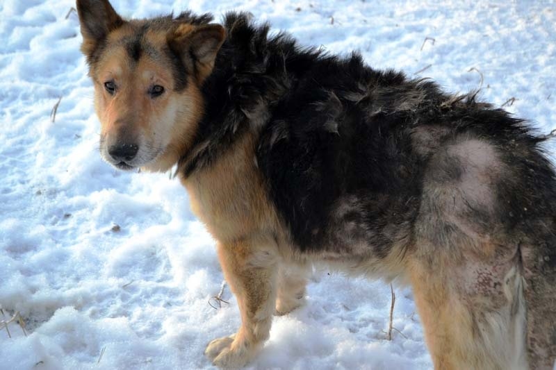 Autors: no dzīvnieku mājas 