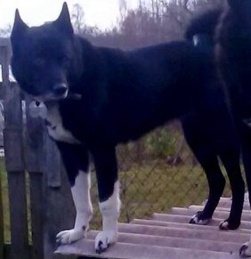 18.janvārī medībās Balvu/Litenes teritorijā pazudusi Krievu Eiropas laika Brenda.
Autors: No dzīvnieku mājas 