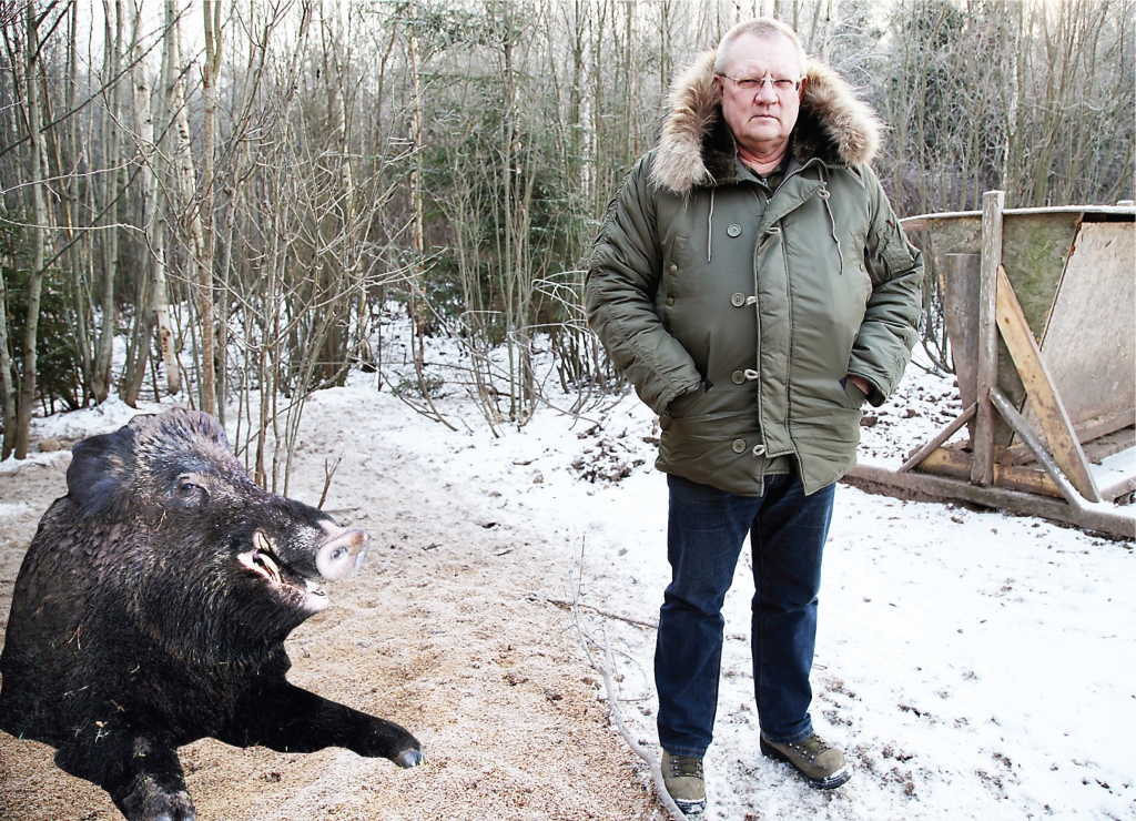 Laimonis Kļaviņš                  uzsver, ka katru gadu no limita nomedī tikai apmēram 60 procentus un atsevišķās vietās meža cūku blīvums ir tiešām ļoti liels. Šis pagarinājums ir lūgums medniekiem vairāk medīt meža cūkas. 
Autors: Gatis Bogdanovs