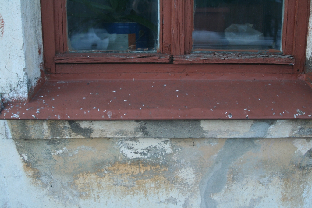 Tāda izskatās kāda privātā dzīvokļa palodze Gulbenē, Viestura ielā, jo augšstāvā pašvaldības dzīvoklī logam priekšā ir izlikta putnu barotava. Putni ēd un kārto dabiskās vajadzības. Mēsli krīt uz palodzes, kas atrodas stāvu zemāk. 
Autors: no personiskā arhīva