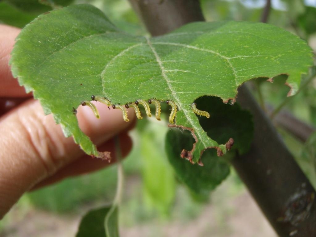 Autors: www.vaad.gov.lv