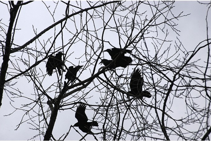 Autors: www.bauskasdzive.lv