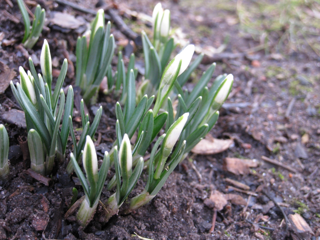 Autors: Pārsla Konrāde