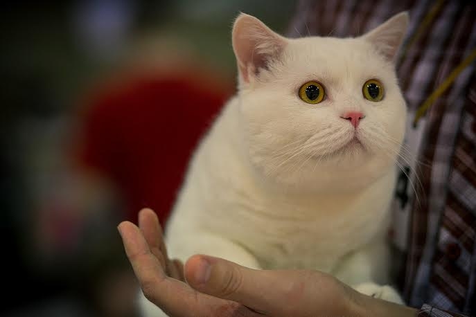 Autors: Publicitātes foto.