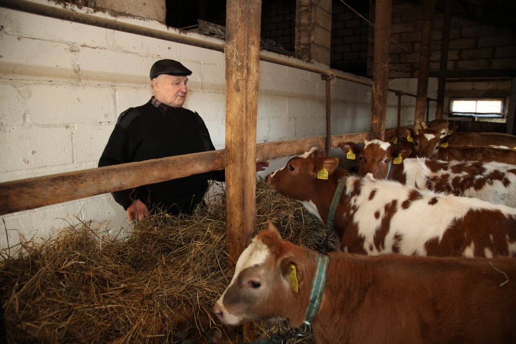 Juris Sviklis uzskata, ka piena lopkopība ir ienesīga lauksaimniecības ražošanas nozare, jo ieņēmumi ir regulāri. Saimniecības ganāmpulks ir pašu ataudzēts. 
Autors: Gatis Bogdanovs