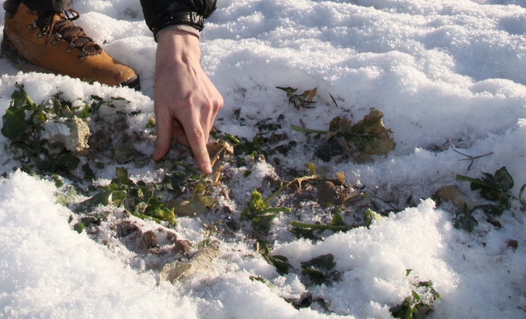 Rapša sējumi šā gada janvārī.
Autors: Gatis Bogdanovs