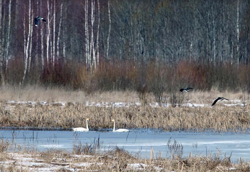 Autors: Gatis Bogdanovs