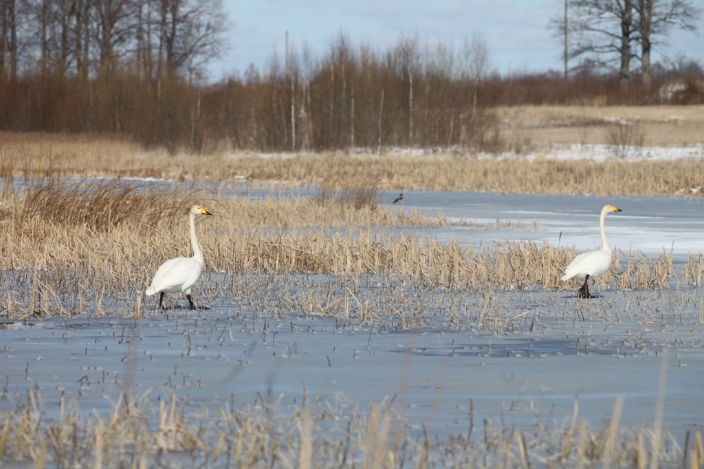 Ziemeļu gulbji mūsu pusē novēroti jau februāra beigās. Tas ir krietni par agru, jo februārī putniem vēl tikai jāsāk domāt par atgriešanos. 
Autors: Gatis Bogdanovs