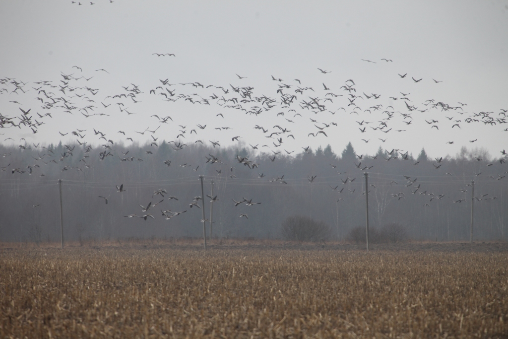 Autors: Gatis Bogdanovs