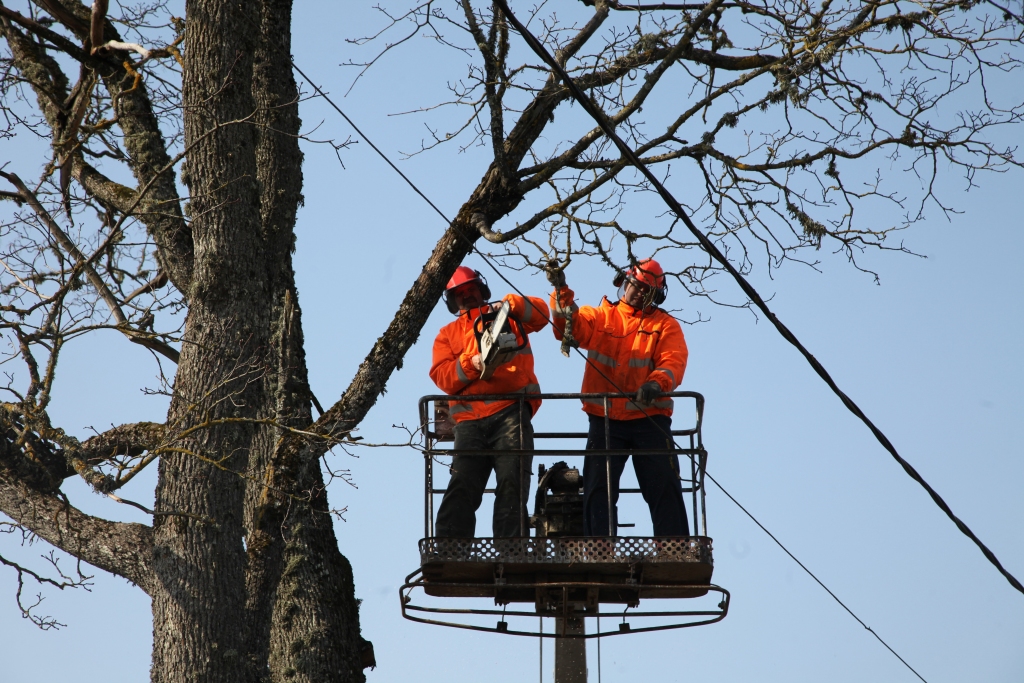 Šobrīd Gulbenes pilsētas Labiekārtošanas iestādes strādnieki kopj koku vainagus, kā arī izgriež sausos kokus un krūmus, lai pēc tam pievērstos citiem labiekārtošanas darbiem. 
Autors:  Gatis Bogdanovs