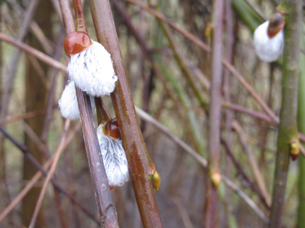 Autors: Pārsla Konrāde