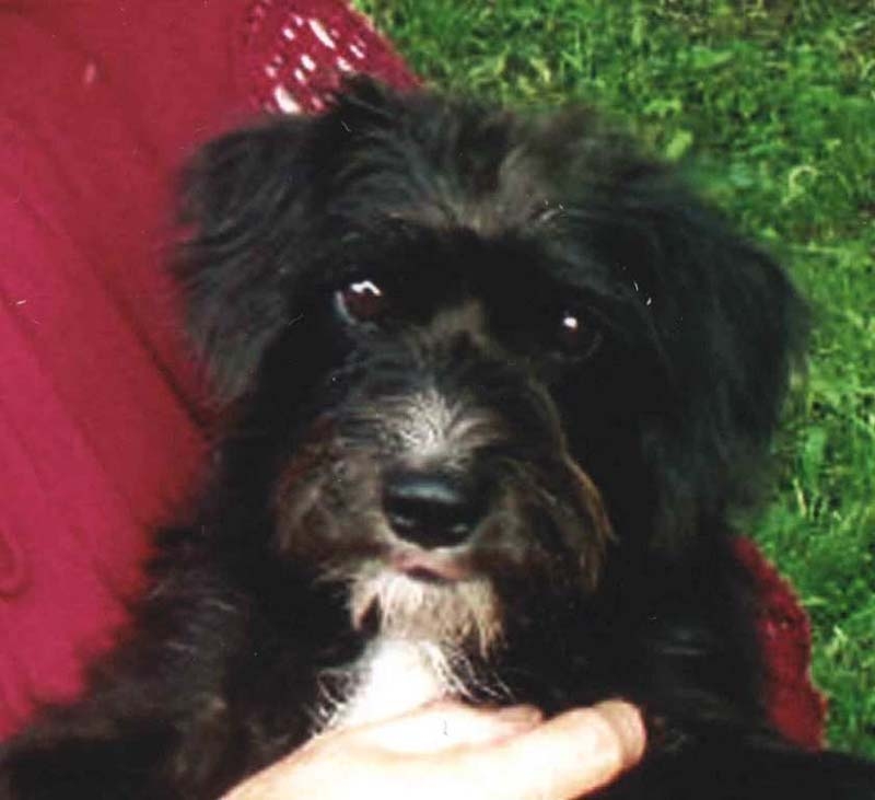 Daukstu pagastā kādam pensionāram pazudis suņuks, kas atsaucas uz vārdu Kurmis.
Autors: no personiskā arhīva