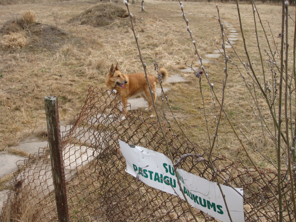 Jau priecājas! Pirmie jaunizveidotā vecā Gulbenes suņu pastaigu laukuma apmeklētāji jau izbauda projekta piedāvātās “ekstras” – dabisku vidi. 
Autors: Diāna Odumiņa