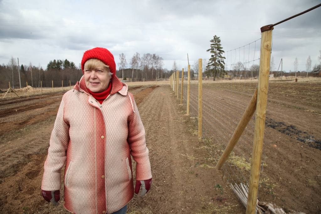 Maija Miķelsone no Lejasciema pagasta “Liepām” ikvienu spēj pārliecināt, ka krūmmellenes, kuru krūmi drīzumā tiks iestādīti, ir garšīgas, diētiskas un arī ļoti veselīgas. Ar žogu apvilktā teritorija gaida stādus, kas tiks atvesti no Beverīnas novada.	
Autors: Gatis Bogdanovs