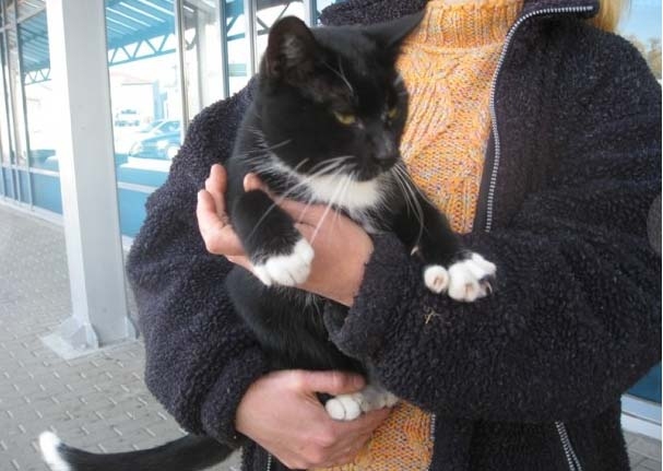 Mājās Pilskalnā ļoti gaida melno runčuku, kam baltas ķepiņas, balts astes galiņš, balts 