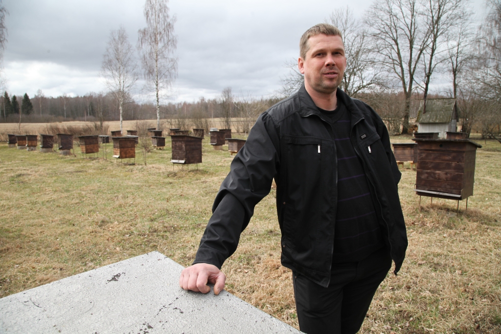 Līgo pagasta biškopis Uģis Poišs, kurš šogad plāno bišu dravu palielināt līdz 200 saimēm, bišu stropus gatavo pats, jo uzskata, ka pirkt gatavus ir pārāk dārgi. Lai dravas kopskats būtu acij tīkams, bišu stropus Uģis krāso brūnā tonī. 	
Autors: Gatis Bogdanovs