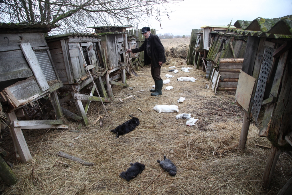 Pavisam nelaimīgs izvērties šīs nedēļas sākums Ādamam Skangalim no Līgo pagasta, jo naktī uz pirmdienu nokosti gandrīz visi viņa audzētie truši. “Atliek vien rakt bedri un taisīt bēres,” saka vīrs.
Autors: Gatis Bogdanovs