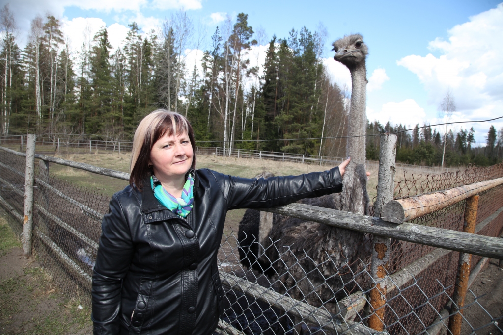 Iveta Dzene stāsta, ka Lieldienās viņa krāsos dažādu putnu olas. Vien strausu olu šogad nebūšot, jo šie putni šopavasar vēl kavējas ar dēšanu. 
Autors: Gatis Bogdanovs