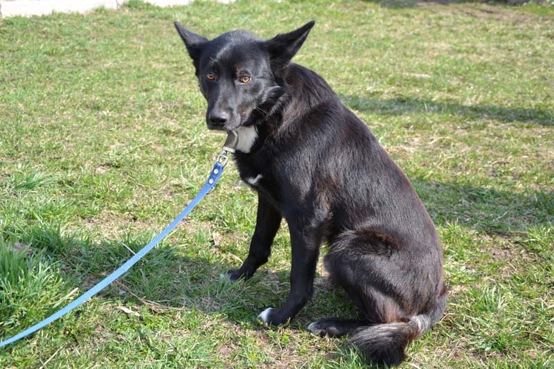 Autors: dzīvnieku māja 