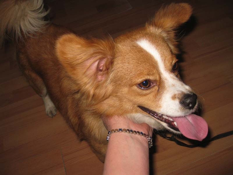 Svētdien, 27.aprīlī, jau agri no rīta Gulbenē, Robežu ielā, iedzīvotāji atraduši piesietu un pamestu maza auguma suņu puiku.
Autors: Diāna Odumiņa